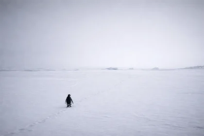 Geniş, karla kaplı düzlükte tek başına yürüyen bir penguen; arkasında ince bir ayak izi çizgisi uzanıyor.