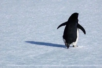 Penguenler Neden Bir Arada? Toplumsallığın Açıklaması
